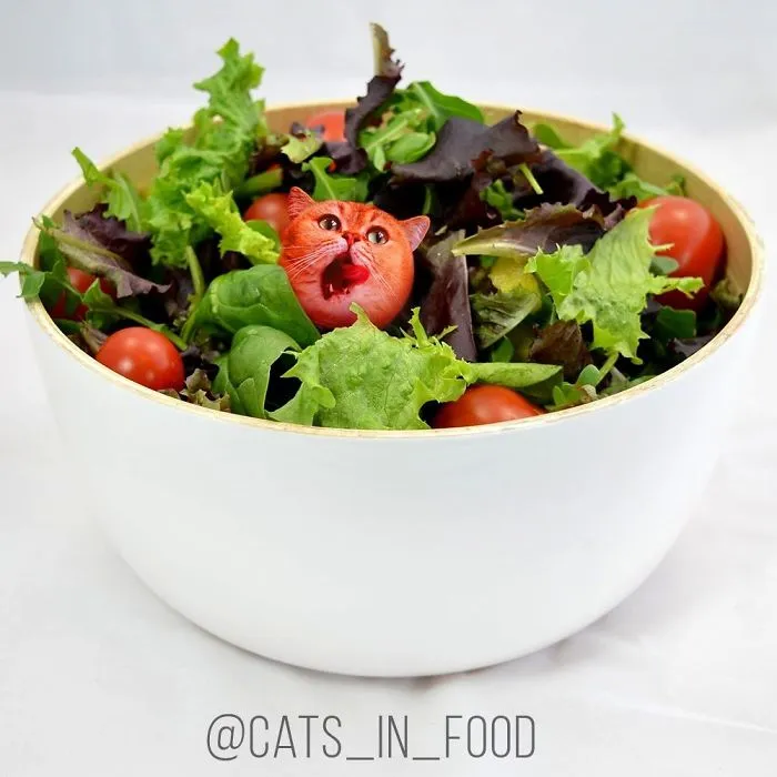 I Started Photoshopping Cats Into Food, And Somehow Ended Up Getting 74,000 Followers On Instagram