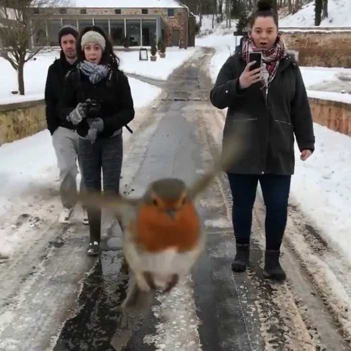 Birdie-Bomb