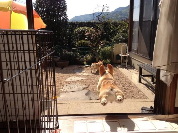 Super Corgi To The Rescue!