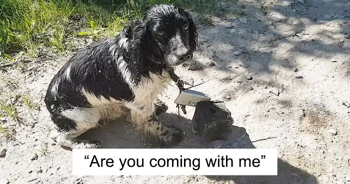 Woman Finds A Wet Dog With Something Weird Tied Around His Neck, Starts Crying When She Realizes What It Is