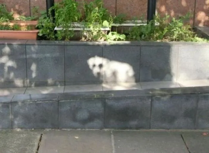 Why Hello, Little Sundog
