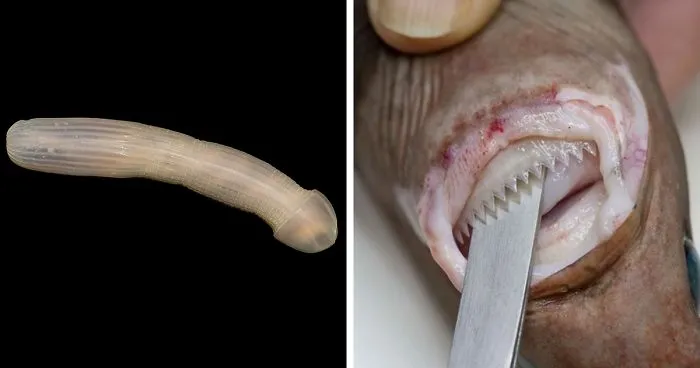 Scientists Share The Terrifying Creatures They Found In 16,000 ft Deep Ocean, And We Almost Wish They Hadn't