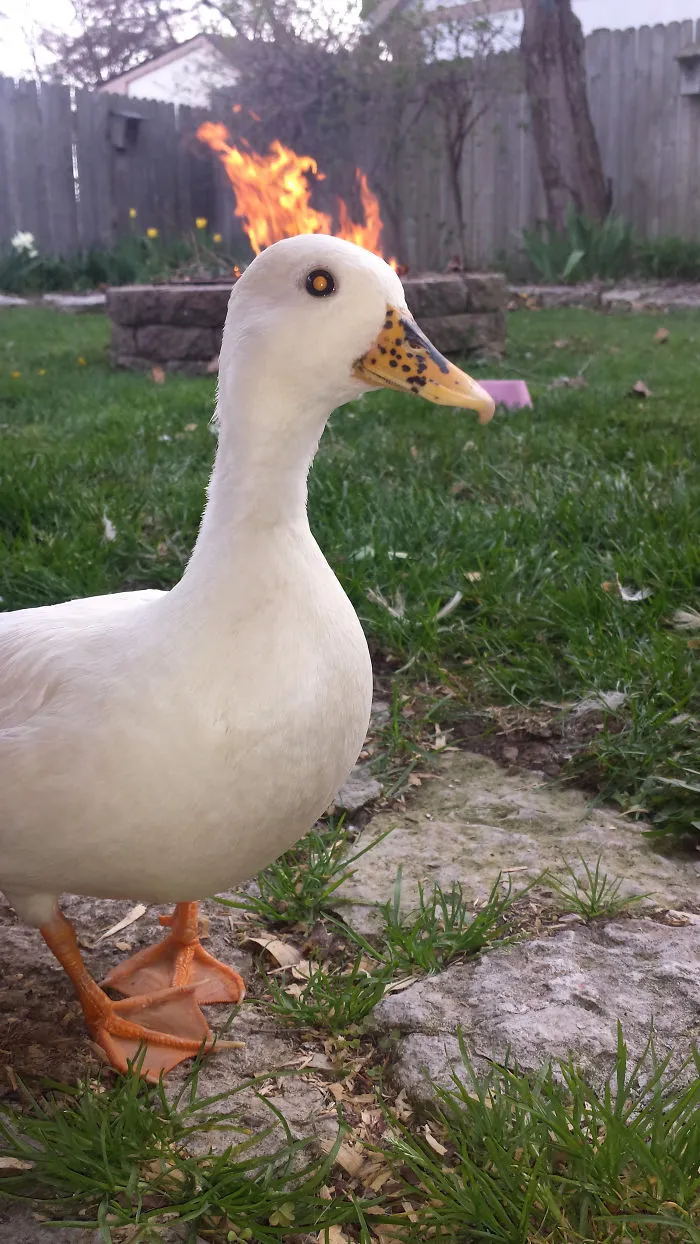 Pato en llamas
