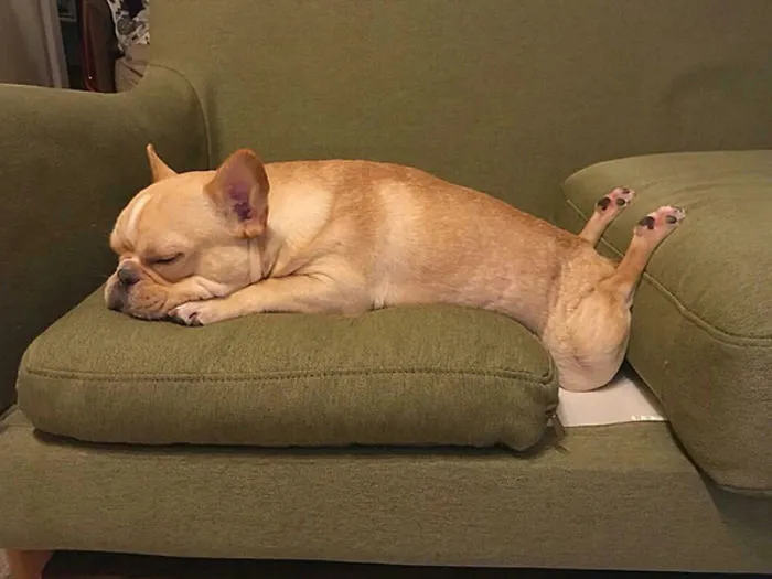 Cuttie Chicken Legs