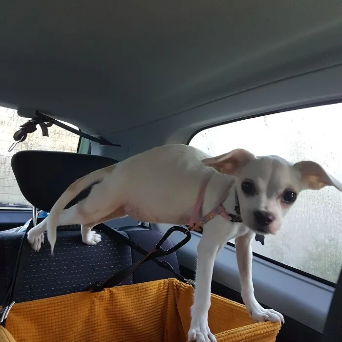 The Floor Is Lava. Car Carrier Edition. Are You Sure That I Can't Stay Like This For The Next 6 Hours?
