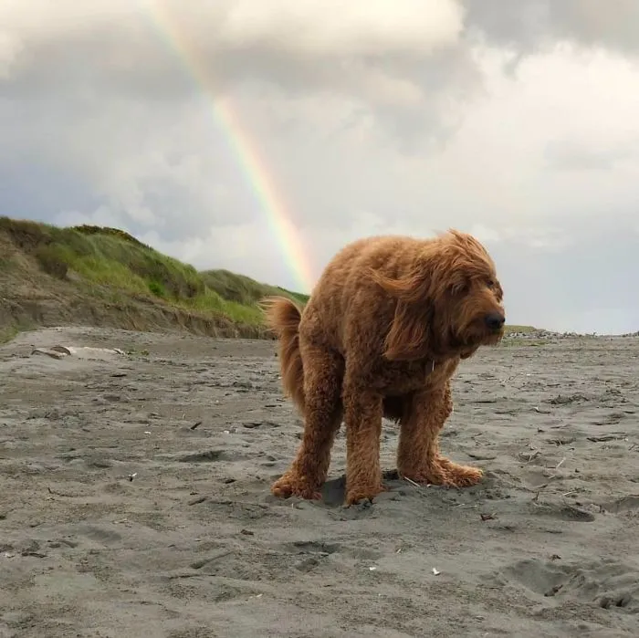 Los unicornios no son los únicos que cagan arco iris