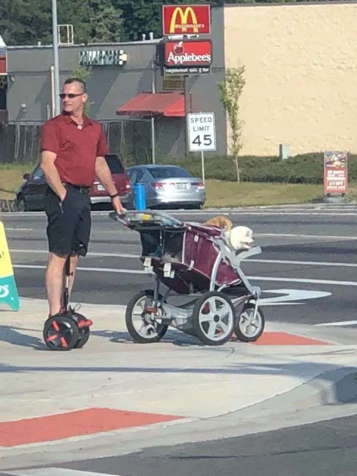 Paseando a los perros con estilo