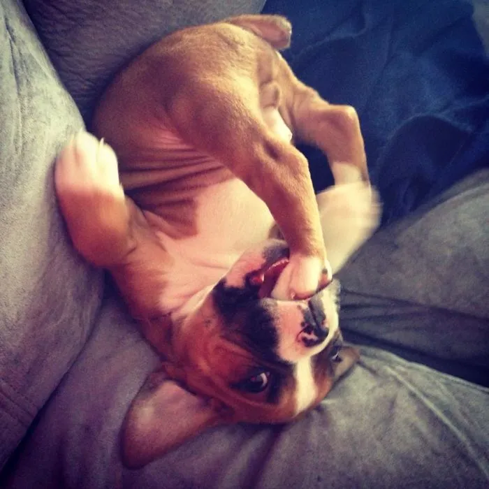 Este es Dozer