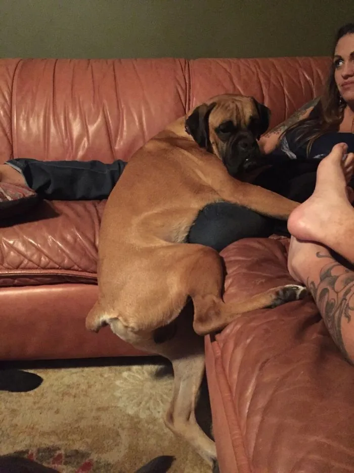Adorable boxer dog sitting awkwardly on a couch with people, showcasing its quirky personality.