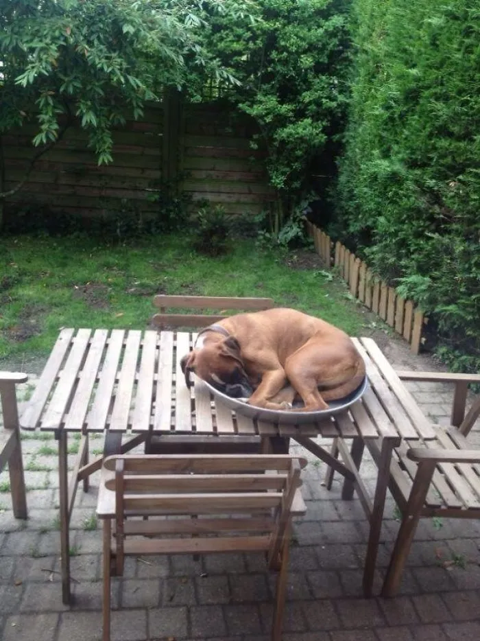 Boxer dog sleeping on a table in a garden, curled up in a small tray, showing its adorable and quirky behavior.