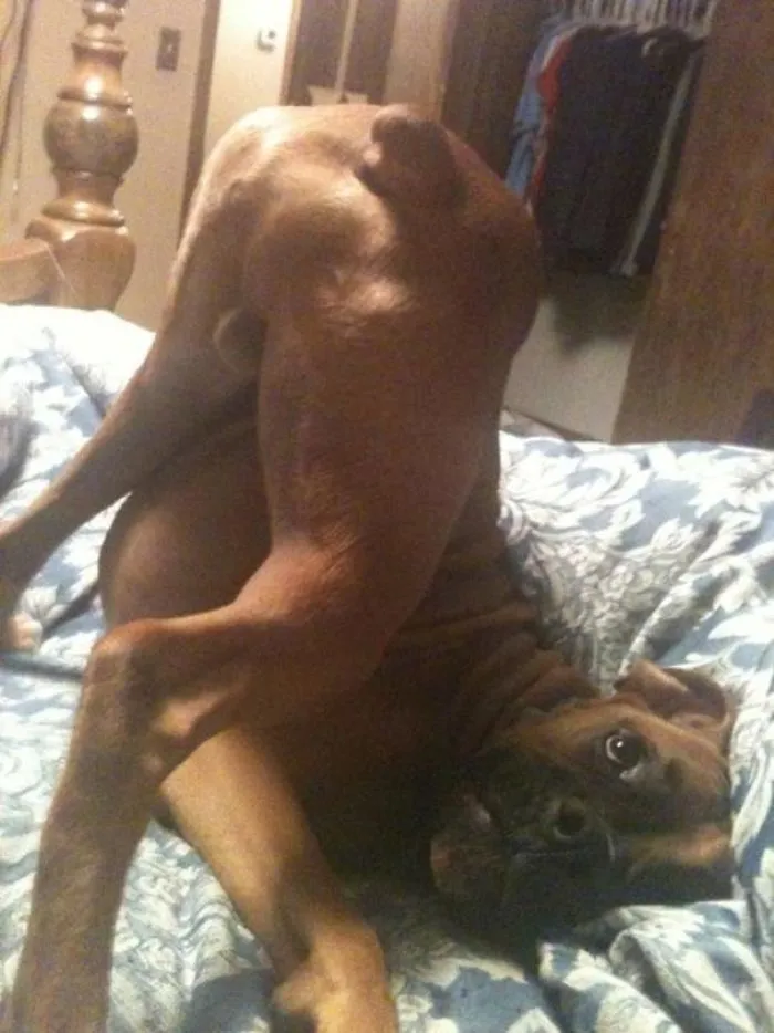 Boxer dog playfully twisted on a bed, showcasing its quirky and adorable nature.
