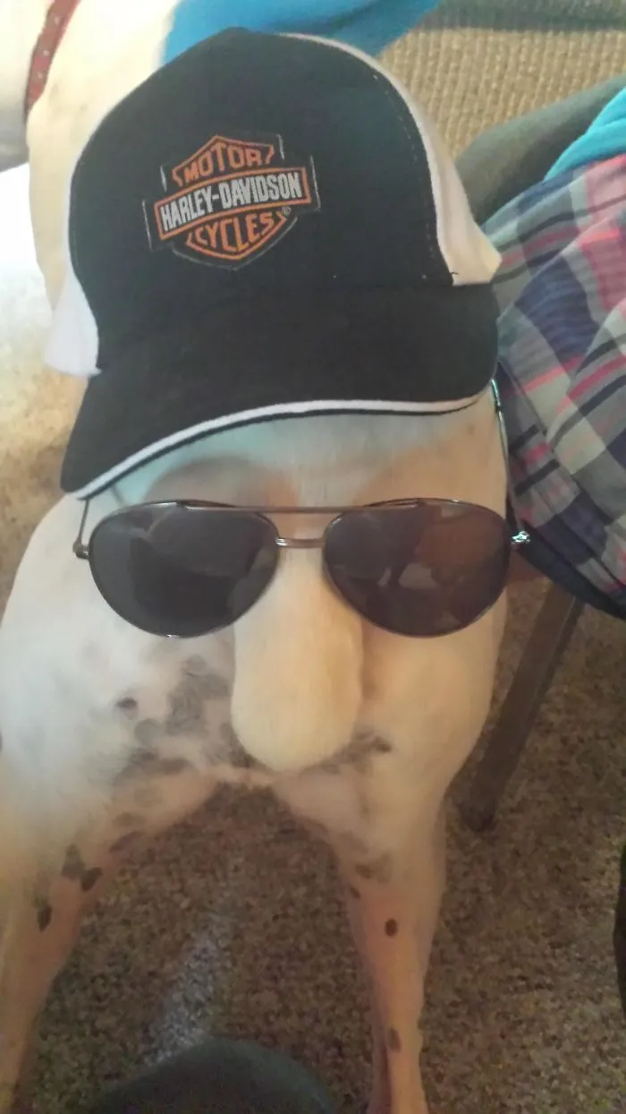 A boxer dog wearing sunglasses and a baseball cap, looking comically adorable and quirky.