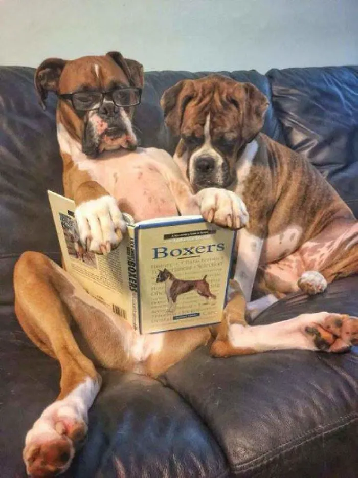 Two adorable Boxers on a couch, one wearing glasses, intently "reading" a book about Boxers.