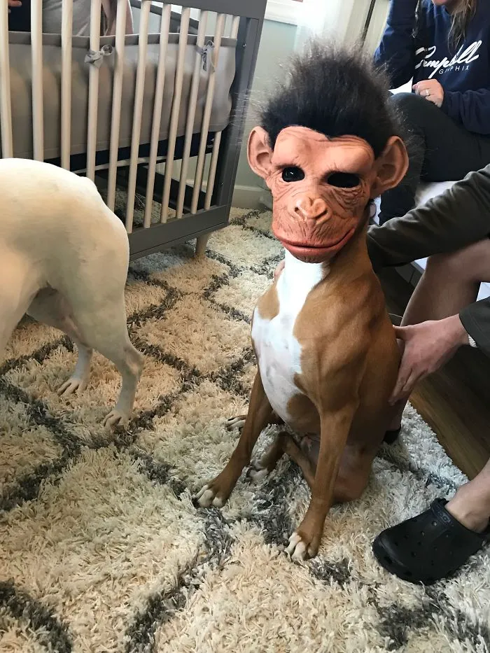 Boxer dog sitting on a rug, humorously wearing a monkey mask, showcasing its adorable and quirky nature.