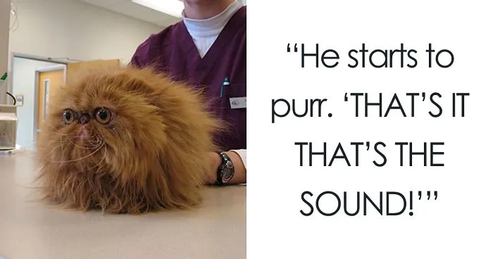 Vet Reveals The Craziest Things Pet Owners Have Done, And It's Hard To Believe They Have Actually Happened