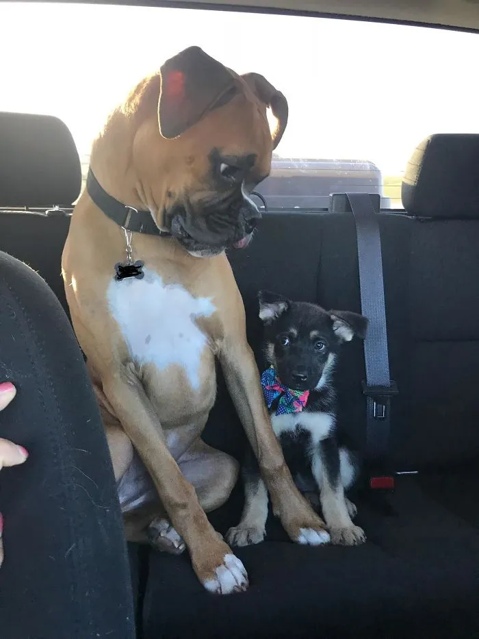 Su nuevo amigo
