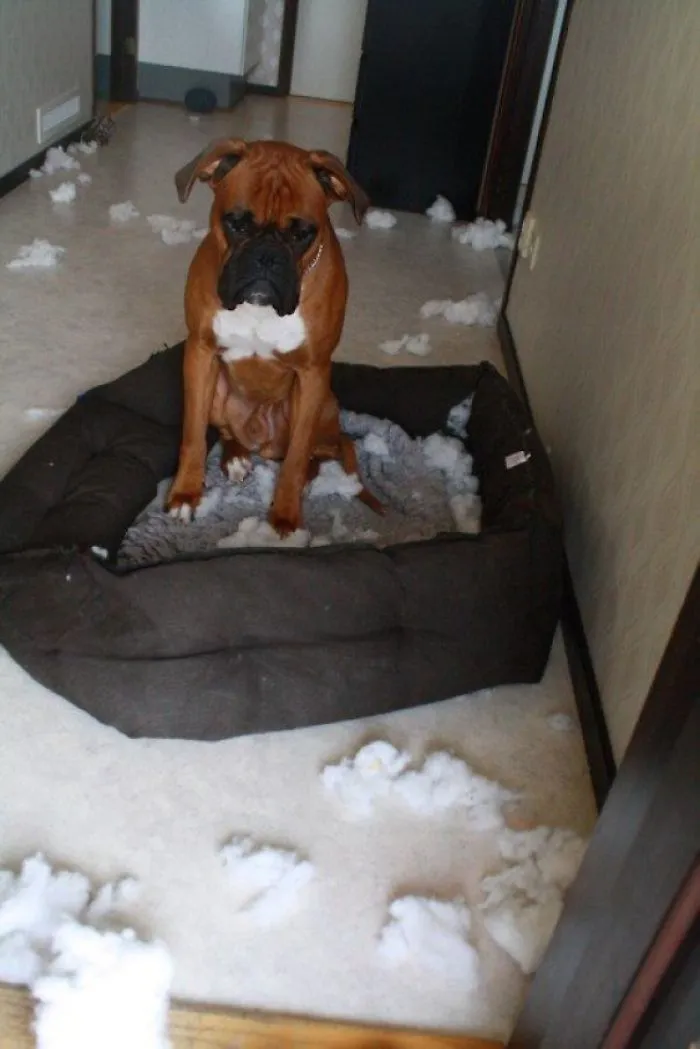 Boxer dog sitting in a torn bed with stuffing scattered around, showcasing its adorable and quirky nature.