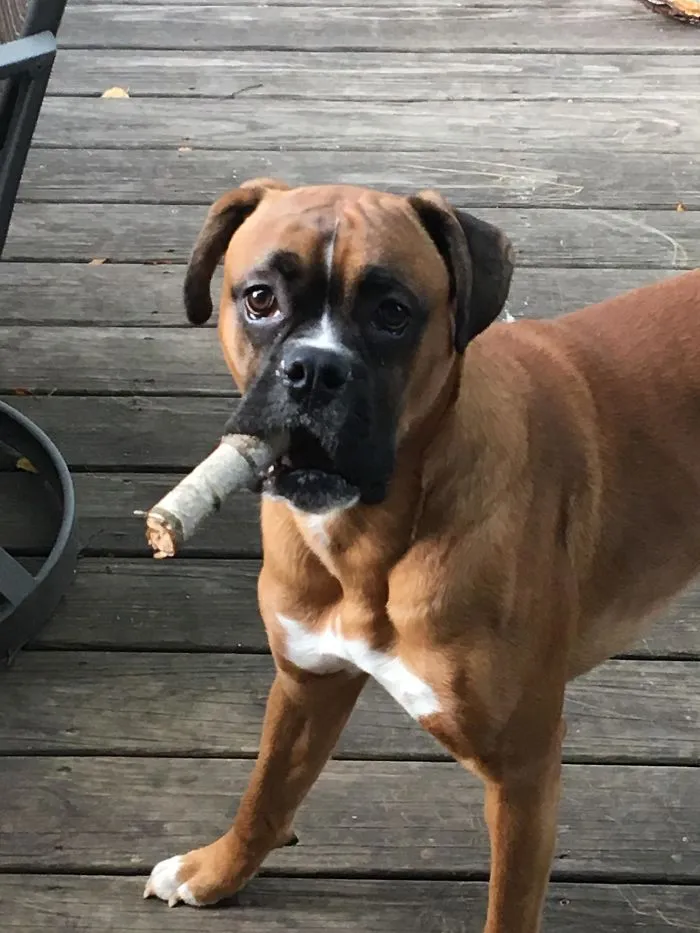 Boxer dog standing on wooden deck holding a stick, showcasing its adorable and quirky nature.