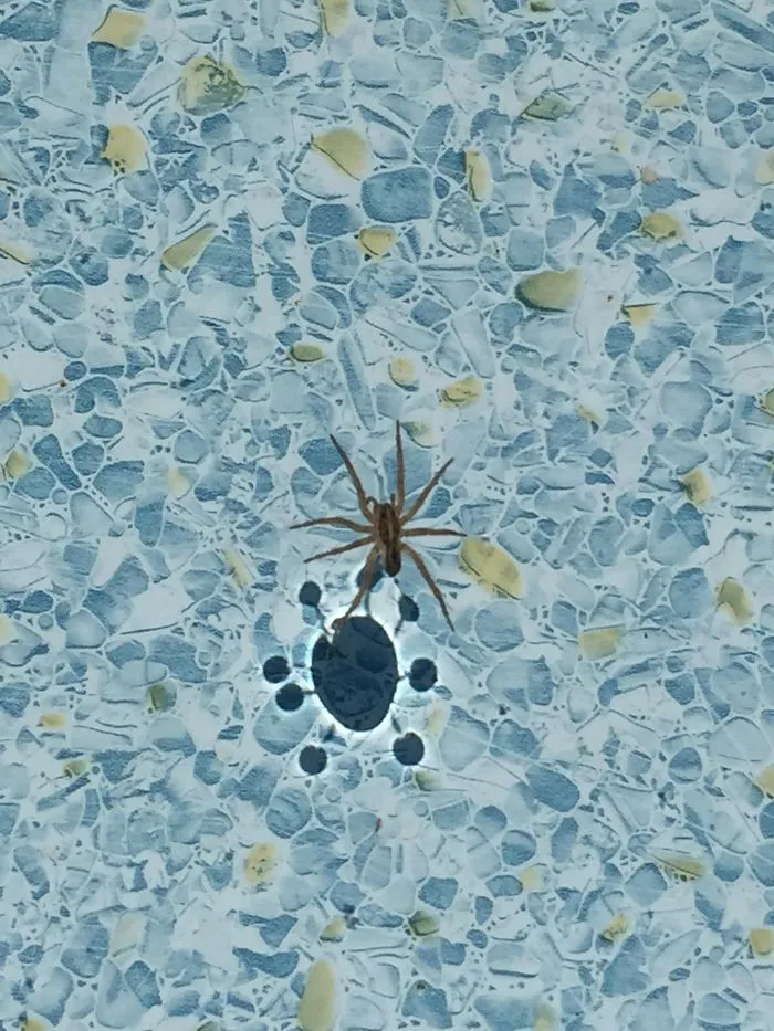 El reflejo de una araña en la piscina