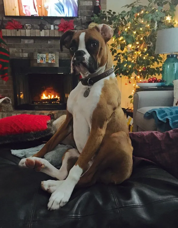 Boxer dog sitting upright on a couch by a cozy fireplace with holiday decorations in the background.