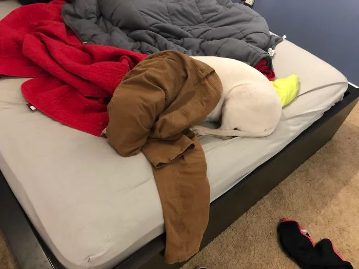 Put Pants On Her Head To Mess With Her, She Laid Down And Went To Sleep