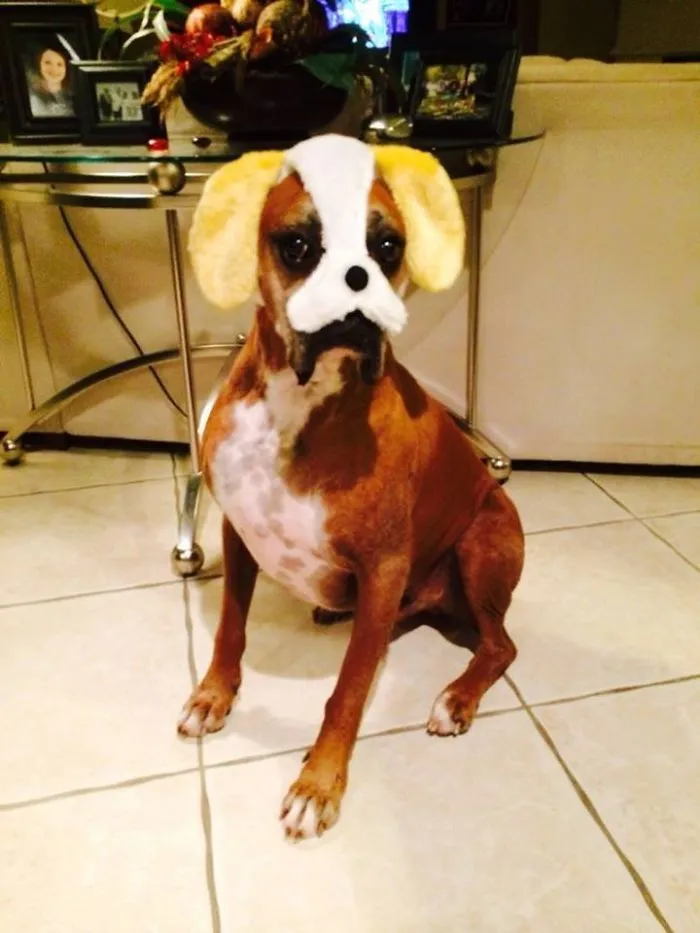 Adorable boxer dog with a funny mask, sitting in a living room.