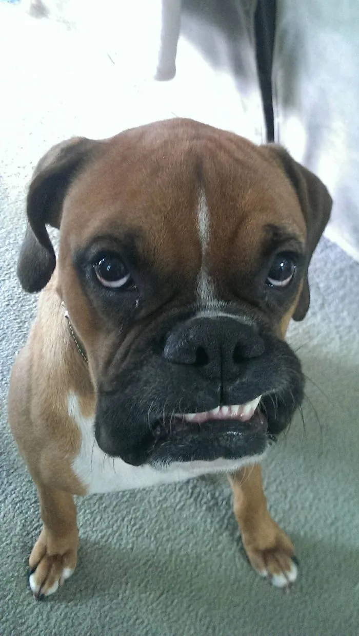 Boxer dog making a goofy face, showcasing its adorable and quirky side indoors.