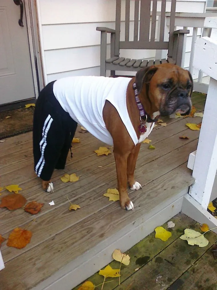 Boxer dog wearing a white tank top and black pants, standing on a porch covered with fallen leaves.