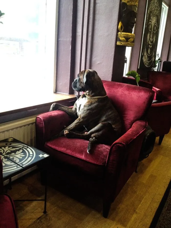 Boxer dog sitting upright in a red chair, looking out the window, showcasing its adorably quirky nature.