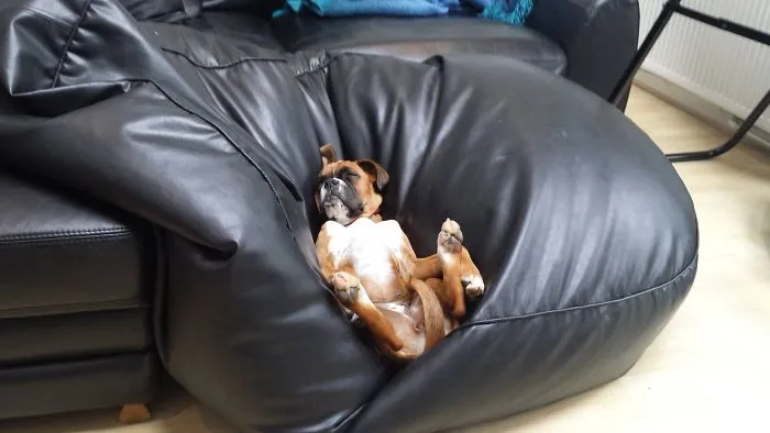 Boxer dog adorably nestled upside down on a black bean bag, showcasing its quirky and lovable nature.
