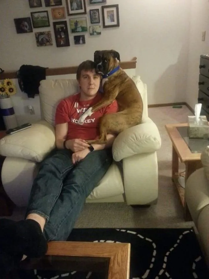 Boxer dog sitting on a man's lap in an armchair, showcasing adorable and quirky behavior in a cozy living room setting.