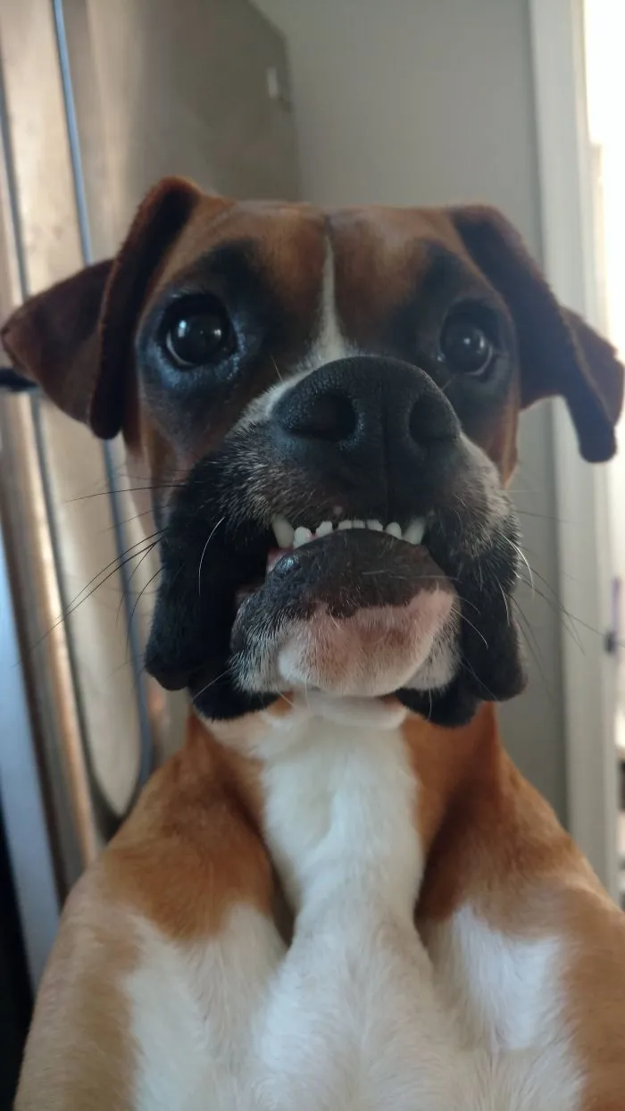 Close-up of a boxer dog with a quirky expression, highlighting its adorable and humorous nature.