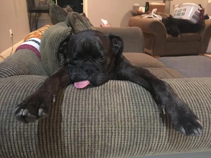 Boxer dog lounging adorably on a couch with its tongue out, showcasing its quirky and lovable nature.
