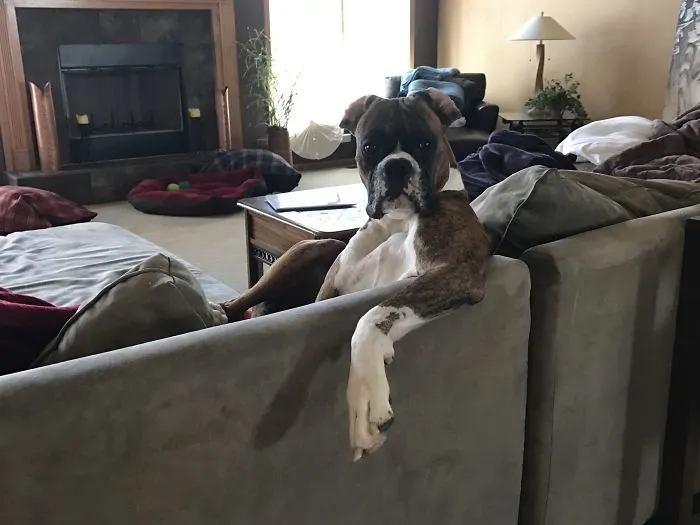 Boxer dog sitting on a couch in a living room, looking amusing and adorable.
