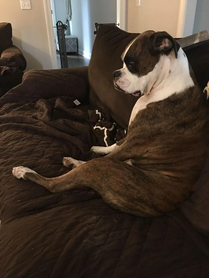 A Boxer dog sitting upright on a couch, displaying its adorable and quirky personality.