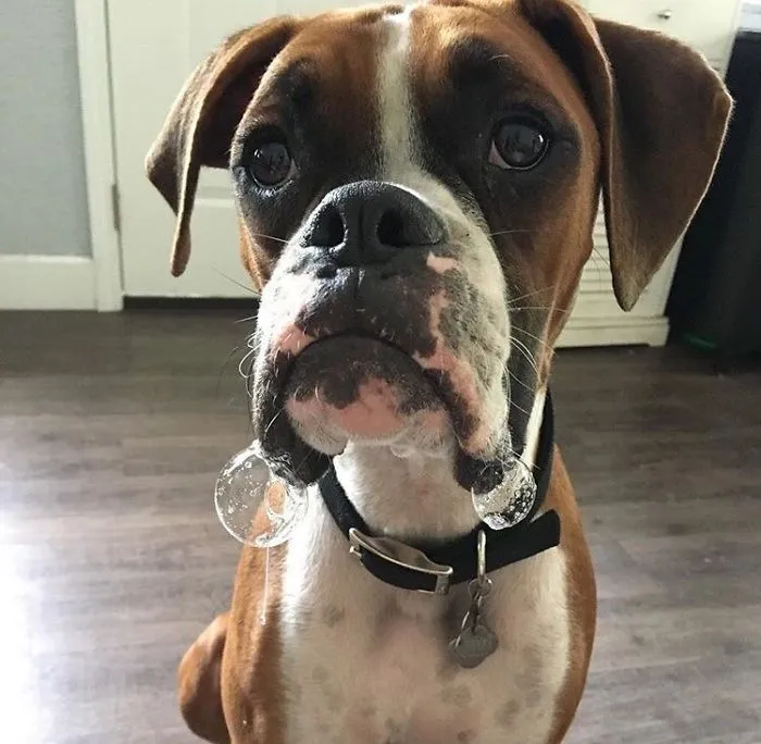 Boxer dog making adorable face with bubbles on its chin, showing its quirky and lovable personality.