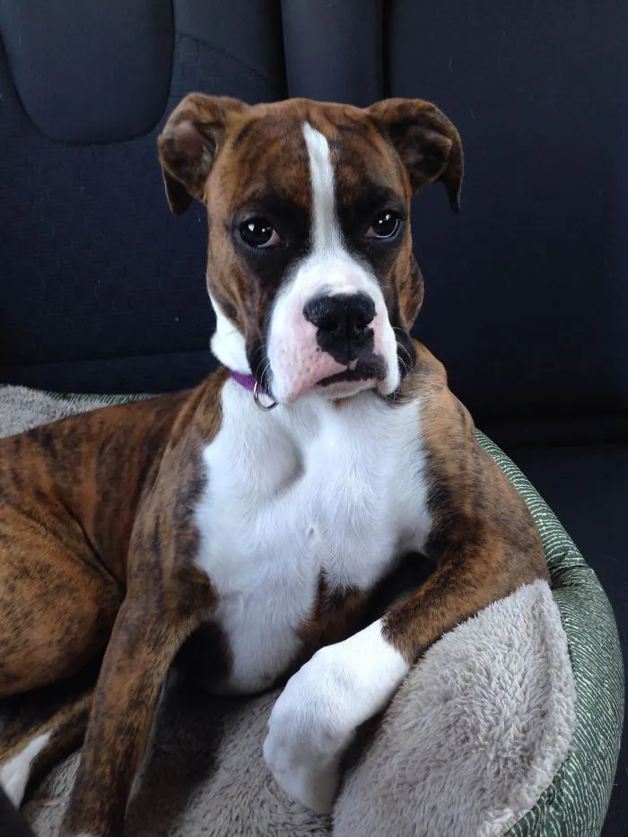 Brindle boxer dog with a serious expression sitting comfortably on a pet bed in a car.