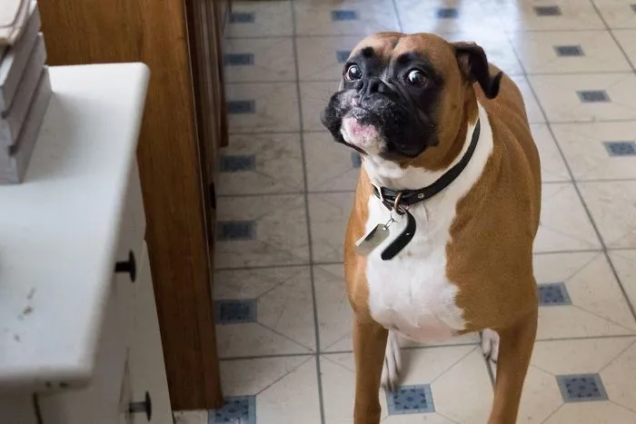 Boxer dog making a funny face indoors, showcasing its quirky and adorable personality.