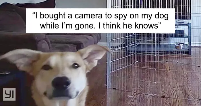 50 Hilarious Dog Snapchats That Are Impawsible Not To Laugh At (Part 5)