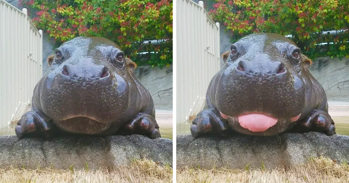 10+ Adorables animales sacando la lengua