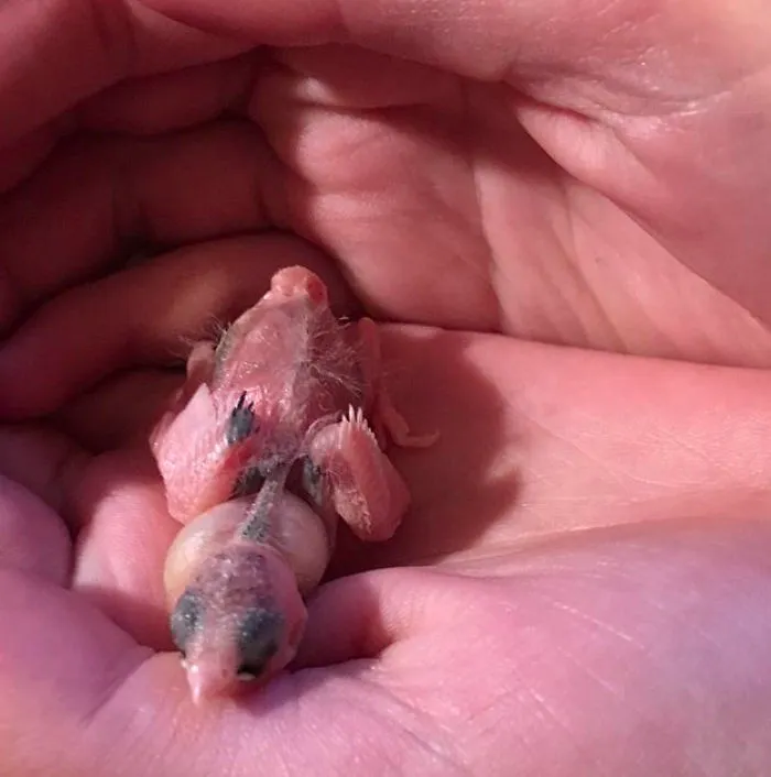 I Run A Small Animal Rescue: This Is What I See Every Day