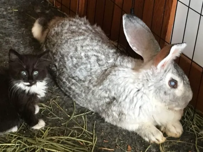 I Run A Small Animal Rescue: This Is What I See Every Day