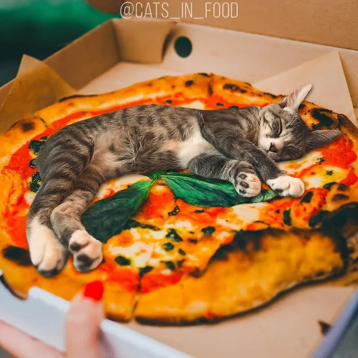 I Started Photoshopping Cats Into Food, And Somehow Ended Up Getting 74,000 Followers On Instagram