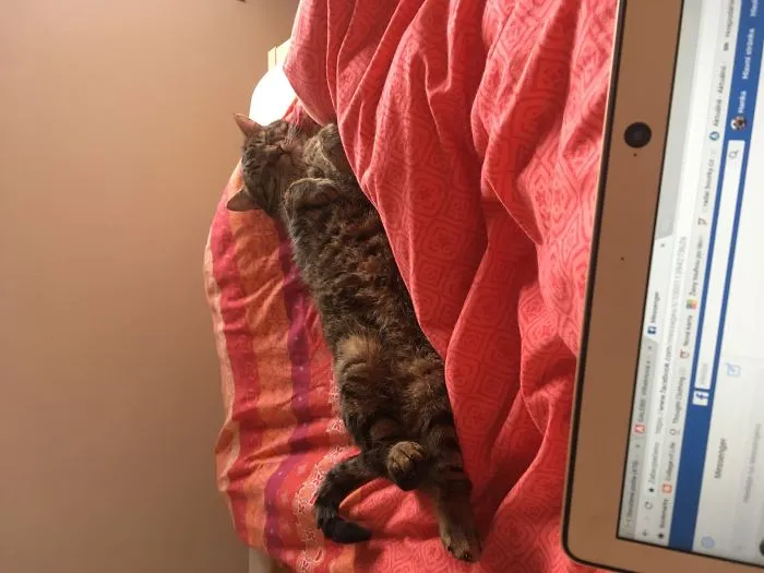 Cat's Therapy