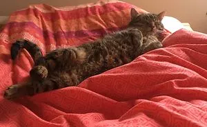 Cat's Therapy