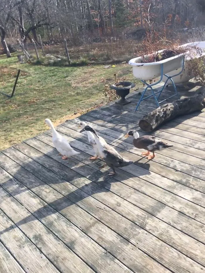 I Run A Small Animal Rescue: This Is What I See Every Day