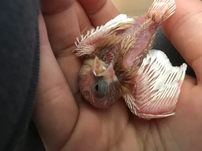 I Run A Small Animal Rescue: This Is What I See Every Day