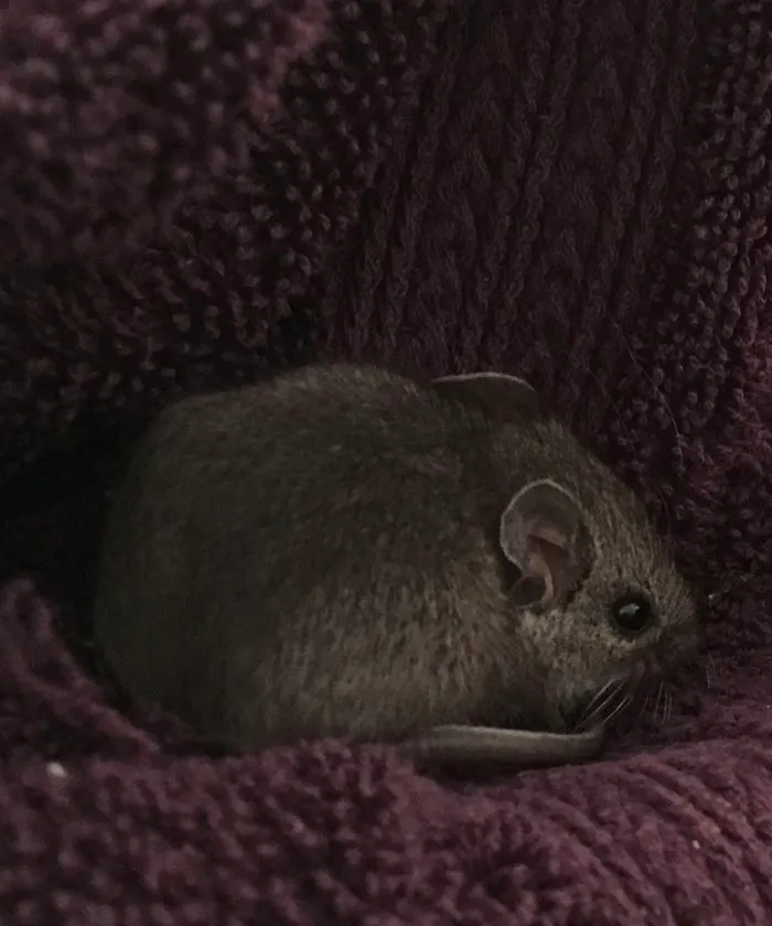 I Run A Small Animal Rescue: This Is What I See Every Day