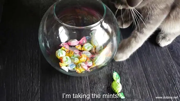 Video Cat Stories 3 - "The Ghost Inspector" :)