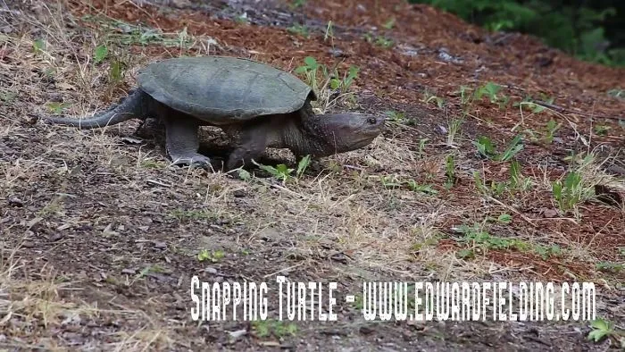 Turtle Invasion!